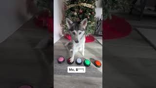 Sapphie the pomsky answers what she is going to get for Christmas [upl. by Aicilra]