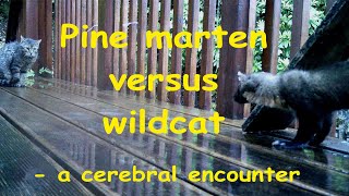 Pine marten versus wildcat [upl. by Odnala]