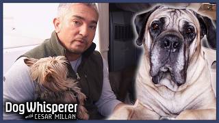 145 Pounds of Unsocialized Dog Learns To Be In Pack  Dog Whisperer With Cesar Millan [upl. by Elyrad]