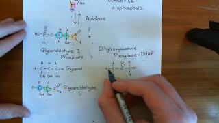 Glycolysis Part 2 [upl. by Sundstrom]