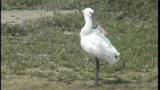 Spoonbill at Wat Tyler Country Park Basildon Essex July 2007 [upl. by Nor]