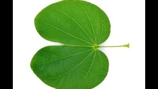 Kanchnar  Bauhinia variegata Ayurvedic Uses Qualities Benefits [upl. by Adlanor262]