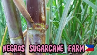 NEGROS MAIN PRODUCTSSUGARCANETUBUHAN SA MGA NEGROSANONsugarcane negros visayas philippines [upl. by Arua101]