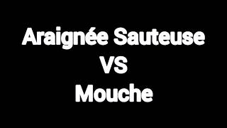 🕷Araignée Sauteuse VS Mouche🕸 [upl. by Ainud]