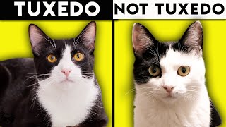 Tuxedo Cat 101  Everything You Need To Know About Tuxedo Cats [upl. by Dnomayd176]