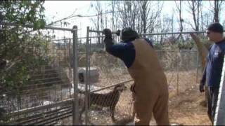 100 Animals Rescued in Alabama [upl. by Ruhnke379]