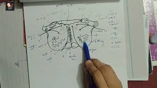 03 Section of Medulla Oblongata at Level of Inferior Olivary Nucleus  Easy TRICK and TIP [upl. by Haraz]