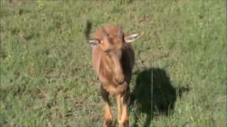 Topi Antelope calf comes up to say hello Mega cuteness [upl. by Nolla]