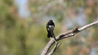 Willie Wagtail Hervey Bay Qld [upl. by Adnerb]