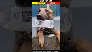 दोस्तों इस वफादार Dog को देखिए😭 shorts ytshorts dog [upl. by Aremihc572]