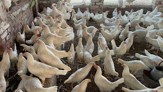 Pakistan Poultry Farm  Pakistan Production  Pakistan farming  part 57 [upl. by Hedley]