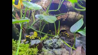 Phyllobates Bicolor Hunting Frenzy Dart Frogs vs Fruit Flies FrogTastic [upl. by Mcgurn]