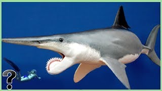 What If The Helicoprion Didnt Go Extinct [upl. by Danais]