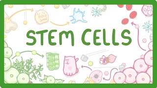 GCSE Biology  What are Stem Cells Difference Between Embryonic and Adult Stem Cells 11 [upl. by Refinaj]