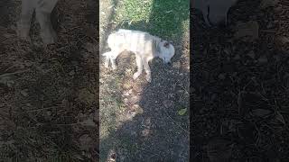 Cute White Stray dog in Autumn  Mountain Village  Nature Buddies viralvideo youtubeshorts viral [upl. by Nelia]