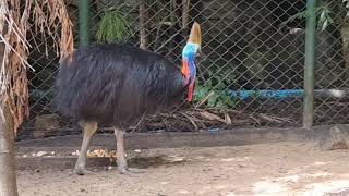 Doublewattled cassowary [upl. by Arodoet]