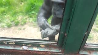 Clever Chimpanzee Asks Zoo Visitors To Free Him [upl. by Nnaillek386]