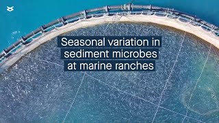 Ecological impact of seasonal diversity in sediment microbes at marine ranches [upl. by Arytal65]