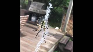 An Argiope spider adds the classic zigzag pattern to her web [upl. by Hesketh]