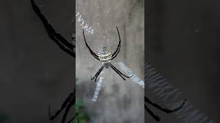 Argiope trifasciataBanded Garden Spider insects beautifulinsects beautifulnature nature spider [upl. by Awad]