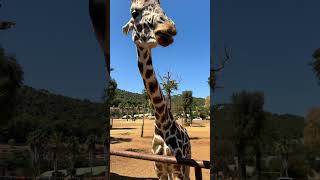 Zoosafari Fasanolandia 🐆🐅🐘🦓🦒🦌🐫🦍 shorts viralvideo animals italy zoosafari [upl. by Nnairb]