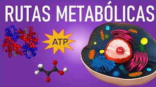 Metabolismo y rutas metabólicas Anabolismo y Catabolismo [upl. by Weinhardt788]