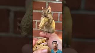 cute chipmunk animals chipmunkversion [upl. by Eelinnej]