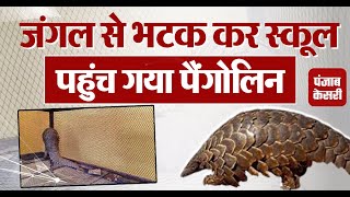 जंगल से भटक कर स्कूल पहुंच गया Pangolin वन विभाग ने किया Rescue [upl. by Lika13]