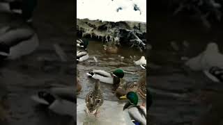 Mallard Duck Calling Water Bird Singing [upl. by Hume566]