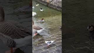 Geneva Birdlife Serenity 🦢🦆 switzerland swissnature shorts [upl. by Ayekel374]