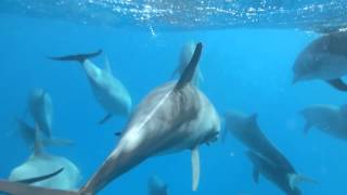 DelphinTouren in Ägypten Schwimmen mit Delfinen vor Hurghada und El Gouna Nähe Makadi Bay [upl. by Kele357]