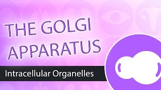 Intracellular Organelles The Golgi Apparatus [upl. by Converse]