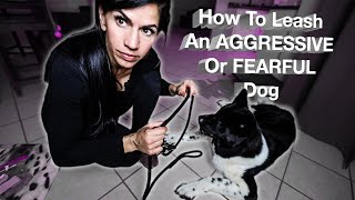 How to get a leash on a dogFor Fearful OR Aggressive dogs [upl. by Kinnie]