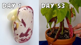 53Day Time Lapse Growing Borlotti Bean from Seeds [upl. by Spillihp218]