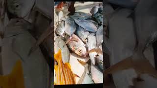 Silver Trevally 16th Cage Trap catch fishing satisfying seafood fish amazing sea viralshort [upl. by Tirrag627]