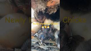 Another Set Of Newly Hatched Chicks🐣 livestock farming Chicken hatched chickshatching chicks [upl. by Soulier]