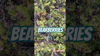 Bearberry plant in Michigan plantfacts factsforkids educationalshorts kidsshorts [upl. by Leugar]