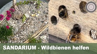 SANDARIUM selber machen die Wichtigkeit der Wildbienen  Unterschied zur Honigbiene [upl. by Tomlinson742]