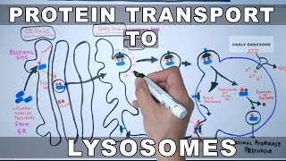 Lysosomal Protein Targeting [upl. by Ahsetan890]