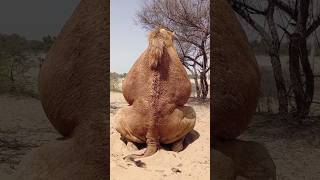 Crazy Camels camel shorts ytshorts [upl. by Eulalee]