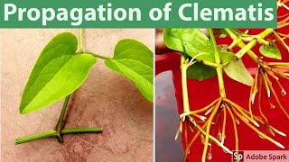 How to prapagate clematis [upl. by Adnilrem660]