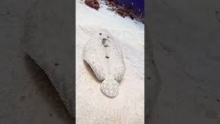 Guess the fish name 🐟like subscribe viralvideo ocean fish [upl. by Pasco]