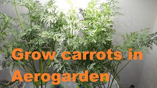 Grow Carrots in Aerogarden  Indoor Hydroponics Gardening  55 days to harvest [upl. by Haniraz403]