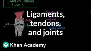 Ligaments tendons and joints  Muscularskeletal system physiology  NCLEXRN  Khan Academy [upl. by Eleni]