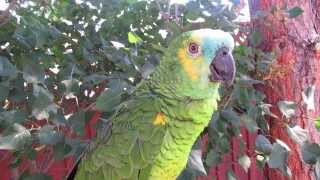 Sundance the Blue Front Amazon Parrot [upl. by Elias]