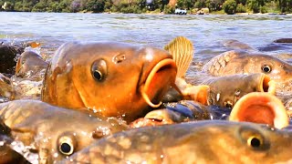 Fishing in beautiful lake no possible  Nature Fish reserves [upl. by Hort]