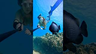 Cute damselfish 🖤 underwater damselfish freediver freediving [upl. by Sandler957]