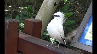 Bali Myna  Singing Eating and Taking a bath [upl. by Arbrab]