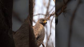 Gaviãocarijó Rupornis magnirostris  Nome em Inglês Roadside Hawk [upl. by Ayihsa]