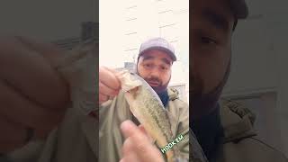 6 with the Ned rig minnow crawl Downtown Chicago River Bass HOOKEM 🎣 [upl. by Clougher]